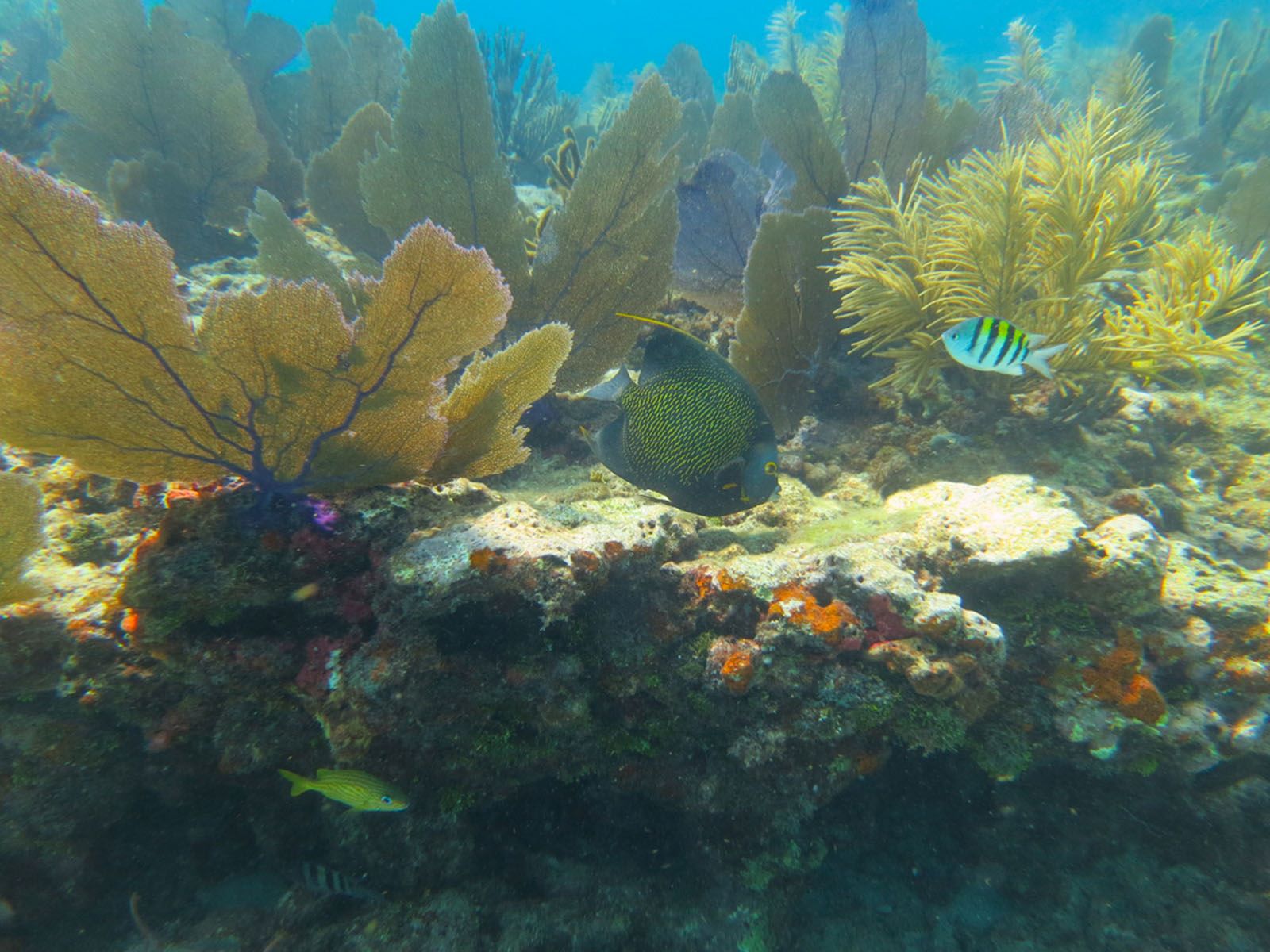 Casual Monday Snorkel Trip